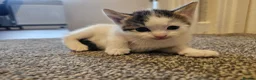 Mixed Breed cats for sale: 4 Gorgeous Kittens in Runcorn - Advert 5