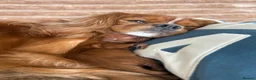 Cavalier King Charles Spaniel dogs for sale: Stunning cavalier King Charles spaniel puppies in Doncaster - Advert 30