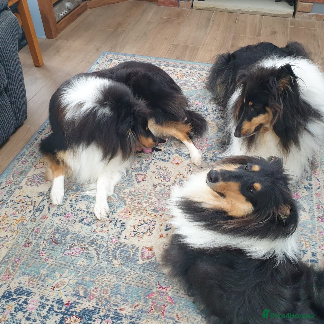 Rough Collie dogs for sale: Male Rough Collie puppy for sale - Image 3