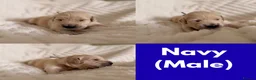 Golden Retriever dogs for sale: GOLDEN RETRIEVER PUPPIES - Advert 5