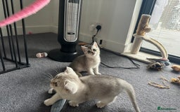 Scottish Fold cats for sale: Scottish fold/straight kittens (girls) - Image 9