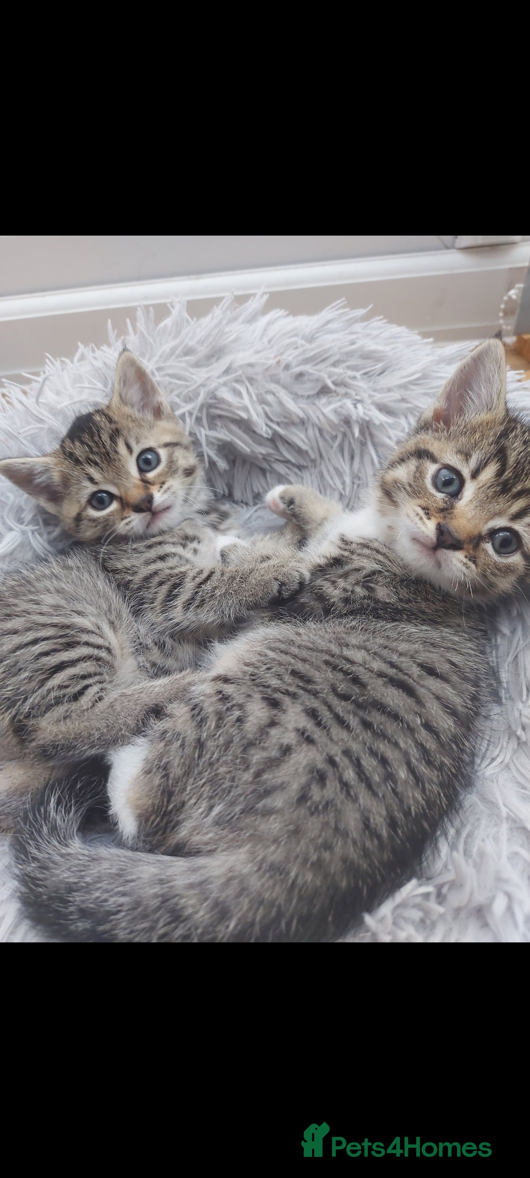 Mixed Breed cats for sale: Beautiful kittens 🥰 - Advert 6