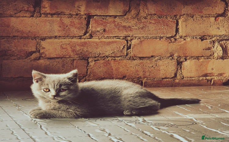 British Shorthair cats - Advert 13