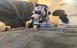 Great Dane dogs for sale: Outstanding litter of Great Danes  - Image 9