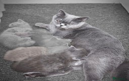 British Shorthair cats for sale: British shorthair and longhair  - Image 16