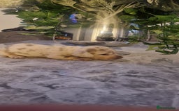 Dachshund dogs for sale: Dachshund puppies  - Advert 3