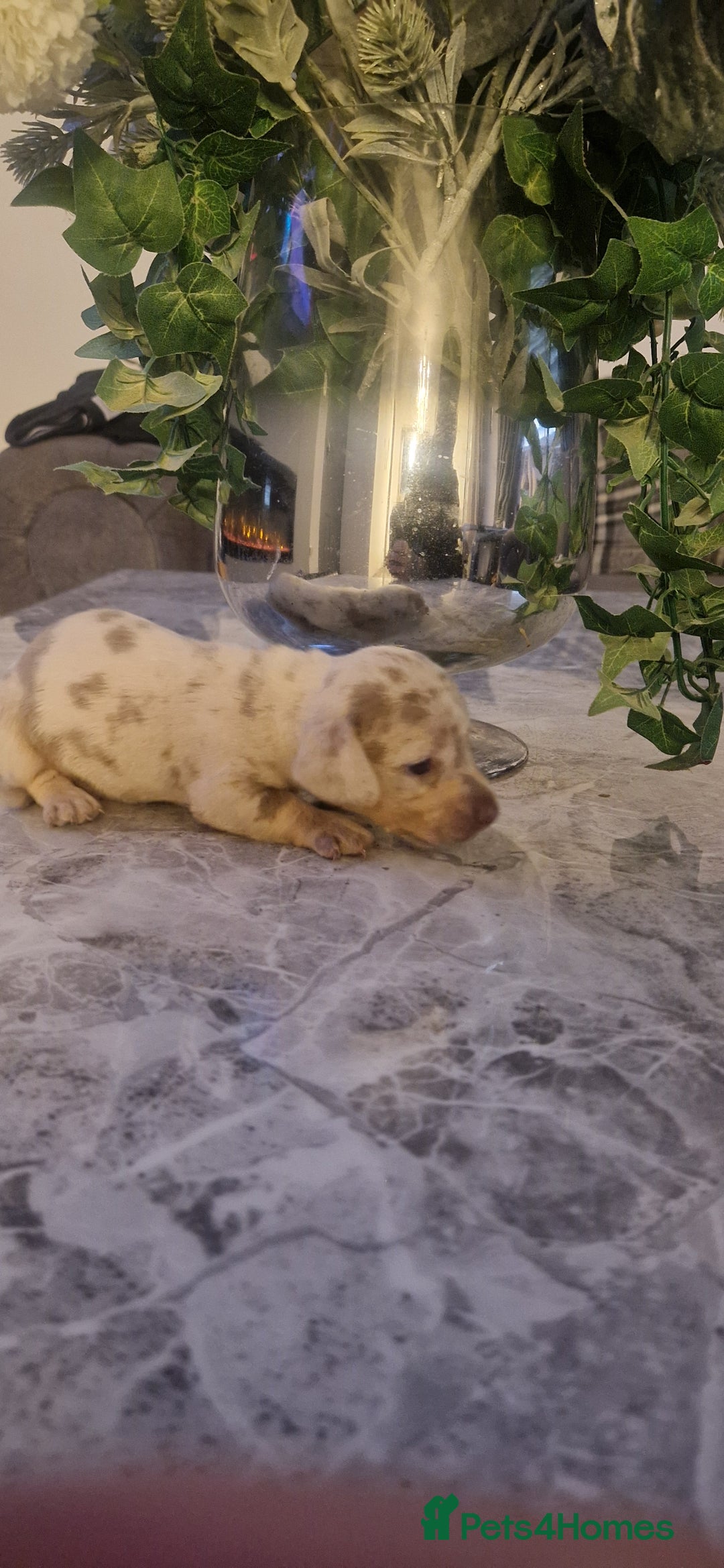 Dachshund dogs for sale: Dachshund puppies  - Advert 3