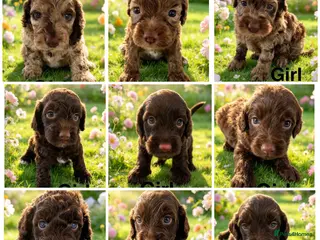 Cockapoo dogs DNA CLEAR, Stunning Cockapoos, Ready November - Advert 18