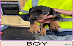 Dobermann dogs for sale: Doberman puppies for sale boys & girls  - Image 8