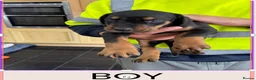 Dobermann dogs for sale: Doberman puppies for sale boys & girls  - Advert 8