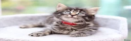 Mixed Breed cats for sale: Tabby Kittens Ready Soon - Advert 14