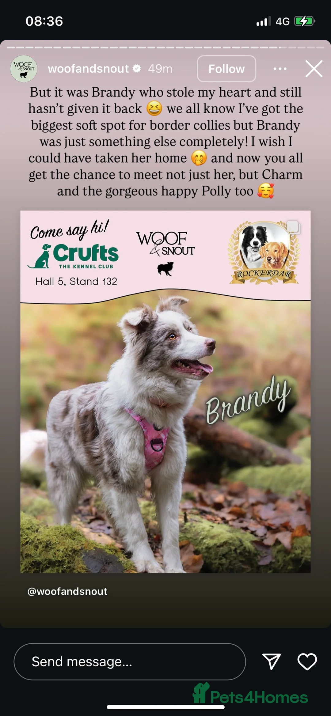 Border Collie dogs for sale: Stunning KC Reg Health Tested Border Collies - Advert 6