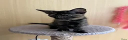 Mixed Breed cats for sale: 5 lovely kittens 🐾 - Advert 22