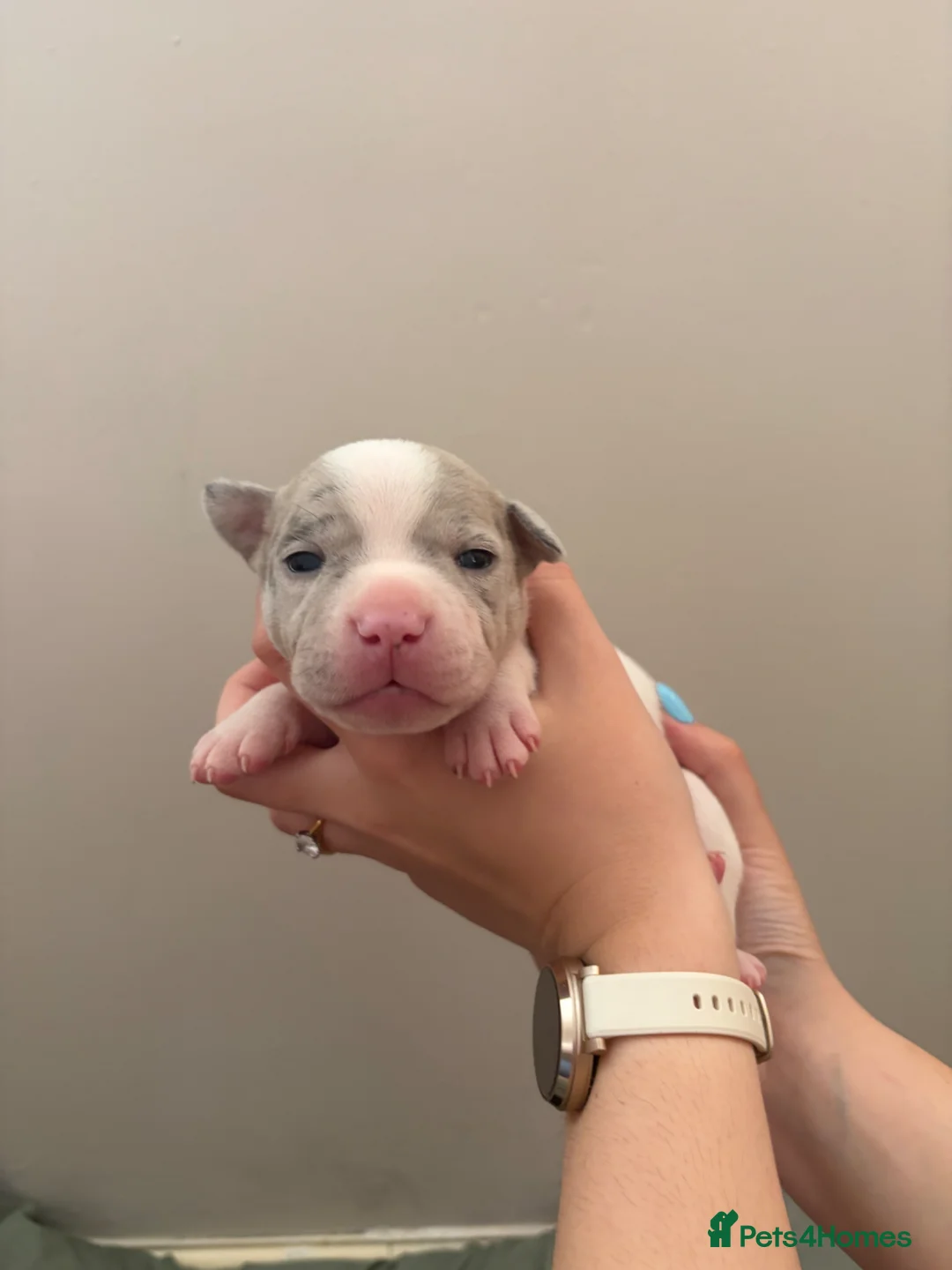 Staffordshire Bull Terrier dogs for sale: 5 beautiful staffy pups  - Advert 1