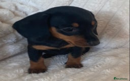 Miniature Dachshund dogs for sale: 💙Miniature dachshund puppies💝 - Image 4