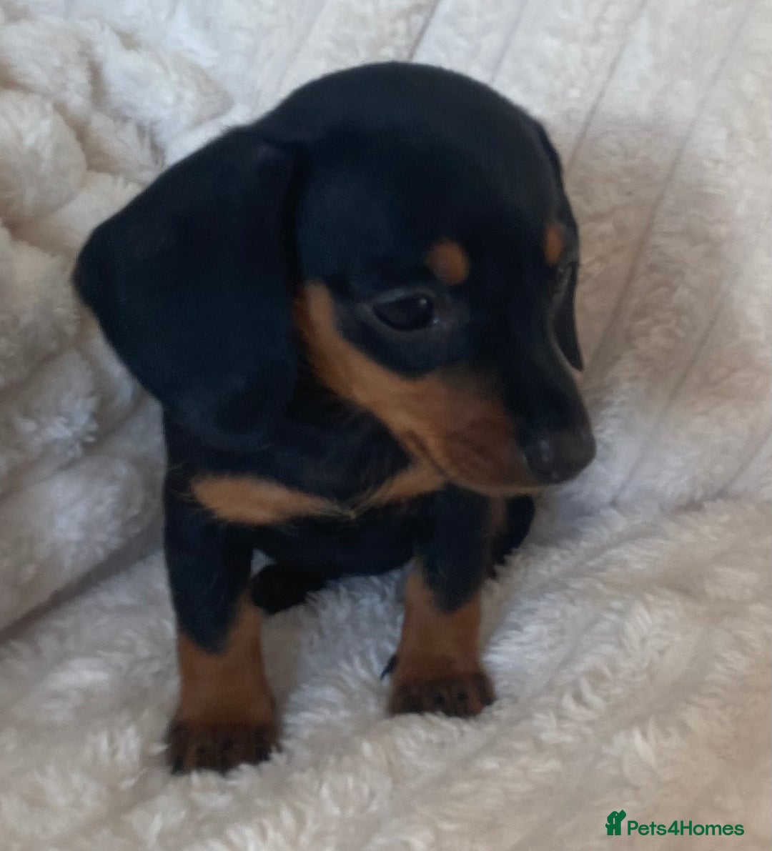 Miniature Dachshund dogs for sale: 💙Miniature dachshund puppies💝 - Image 4
