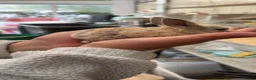 Mixed Breed rabbits for sale: Baby rabbits - Advert 9
