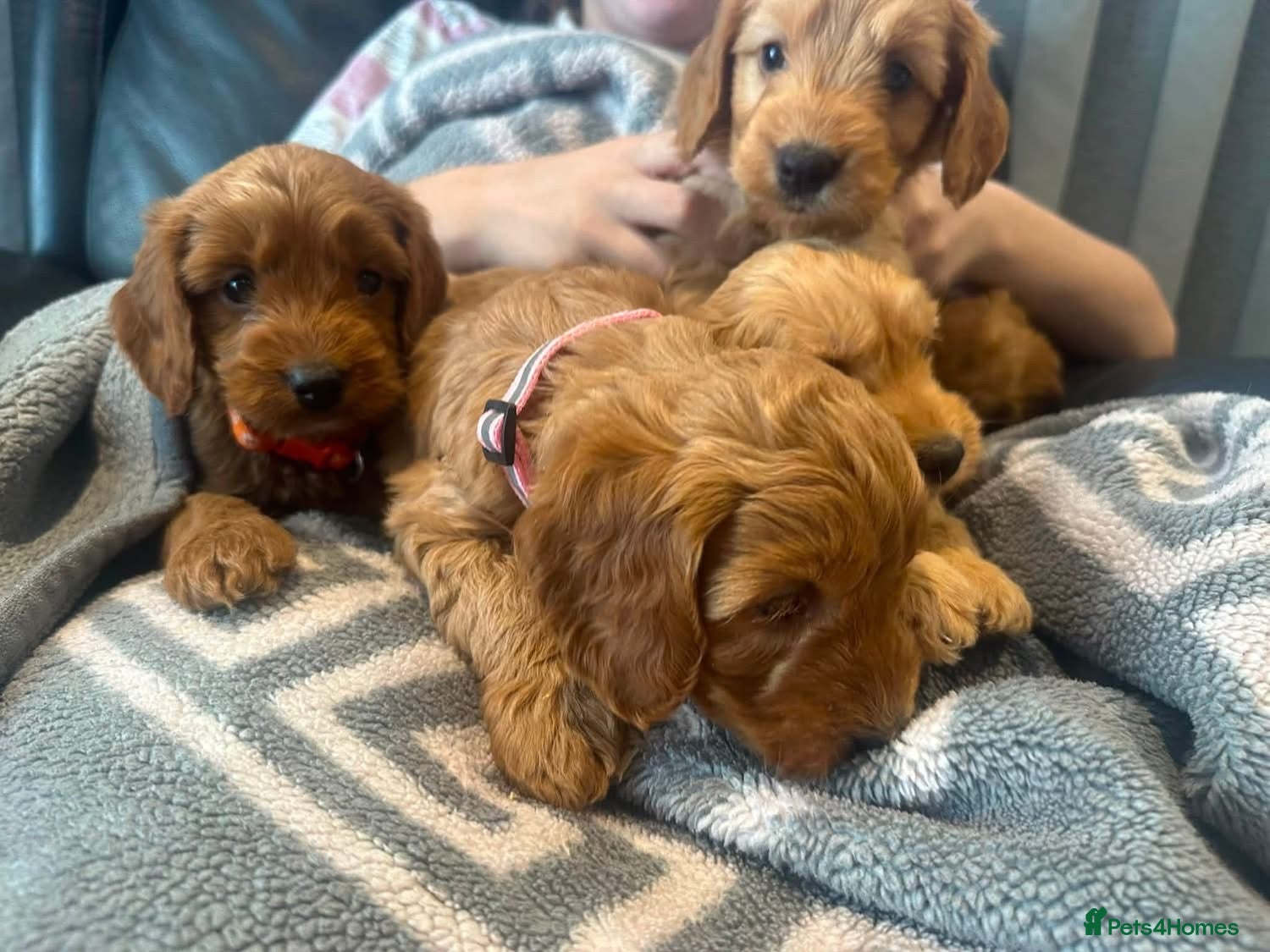 Cockapoo dogs F1b chunky cockapoos health tested clear - Advert 3