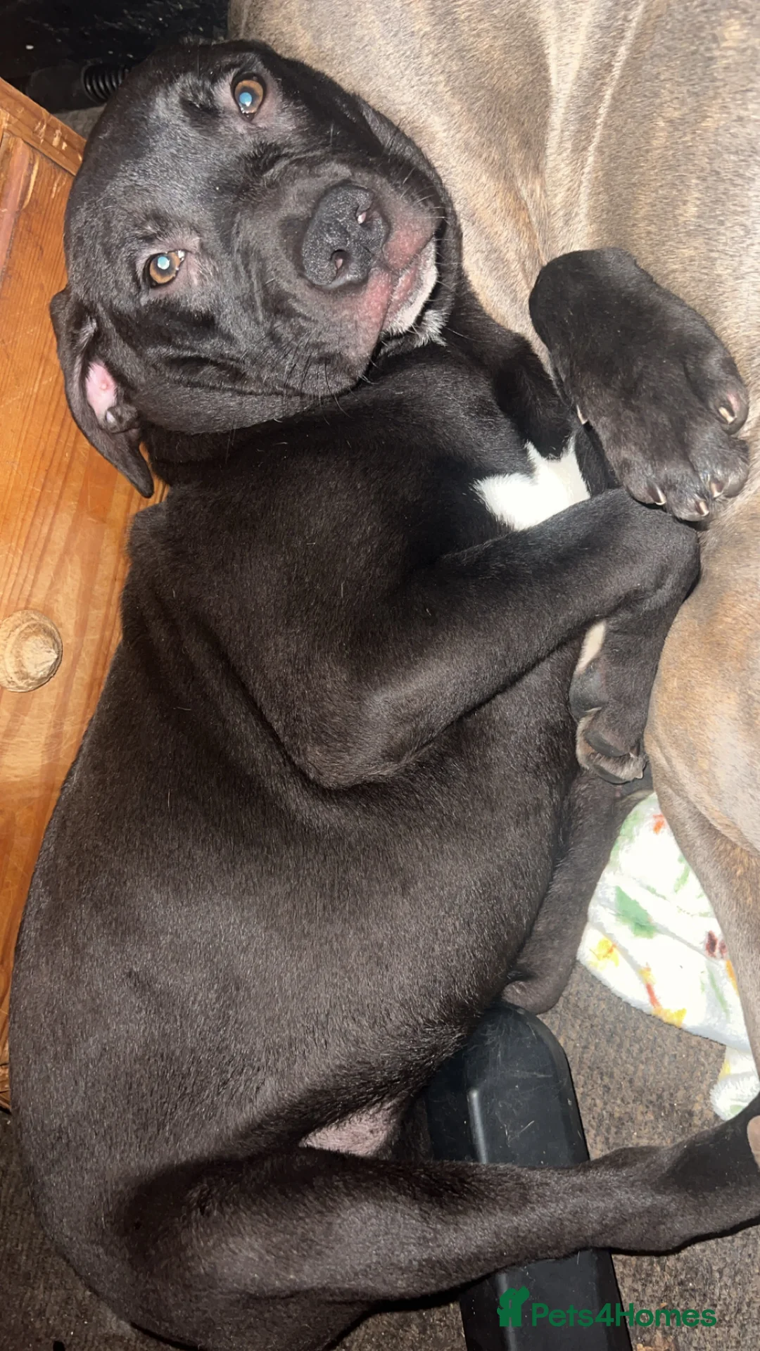 Mixed Breed dogs for sale: Staffy X  - Advert 2