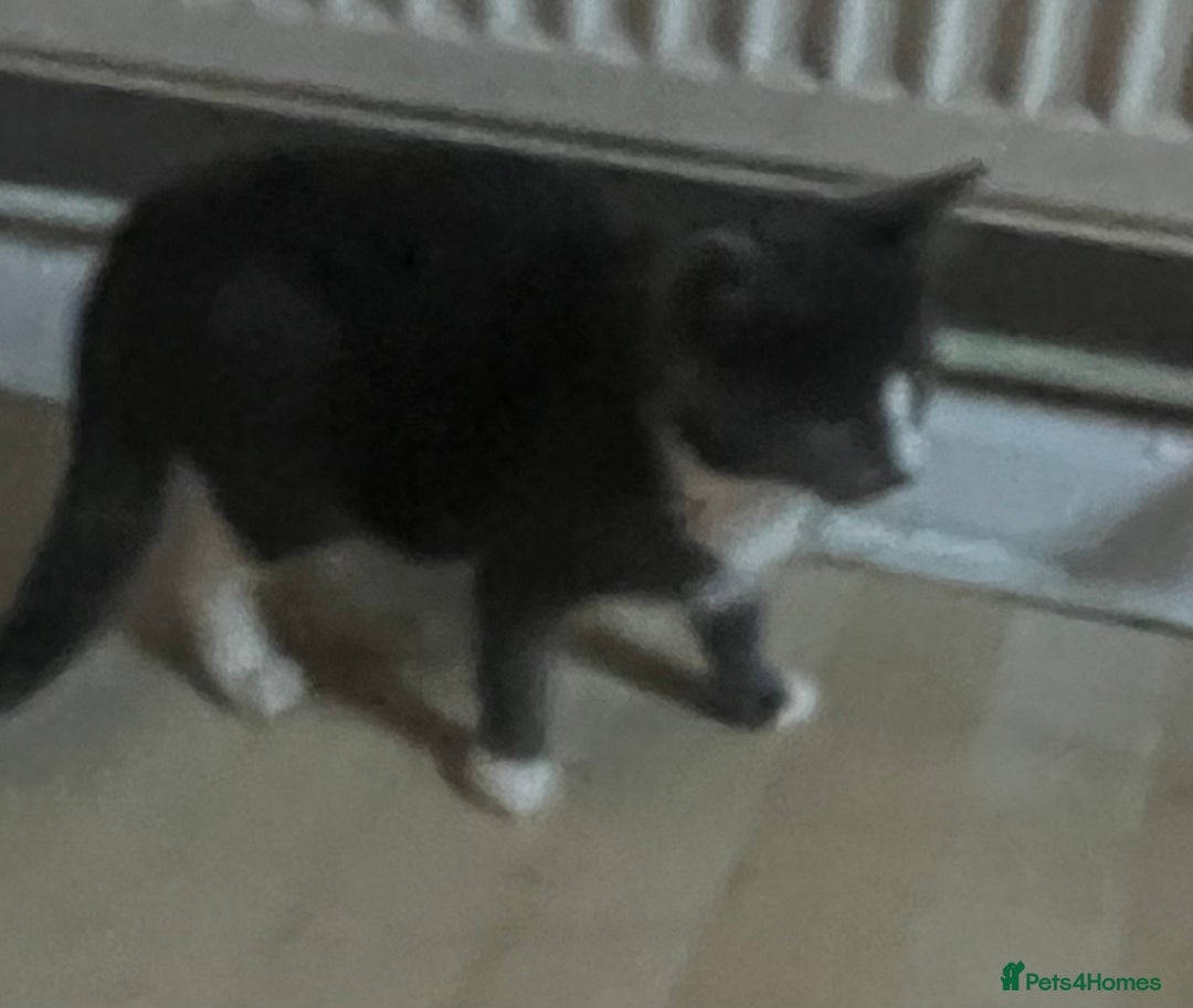 Mixed Breed cats for sale: Munchkin x British shorthair kittens - Advert 30