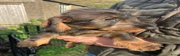 Dachshund dogs for sale: Kennel Club Reg Wirehaired Dachshund Teckel pups - Advert 17