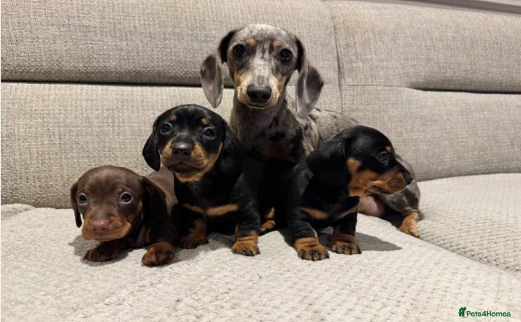 Miniature Dachshund dogs - Advert 15