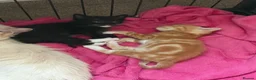 Ragdoll cats for sale: Ragdoll cross Maine coon in Wimborne - Advert 4