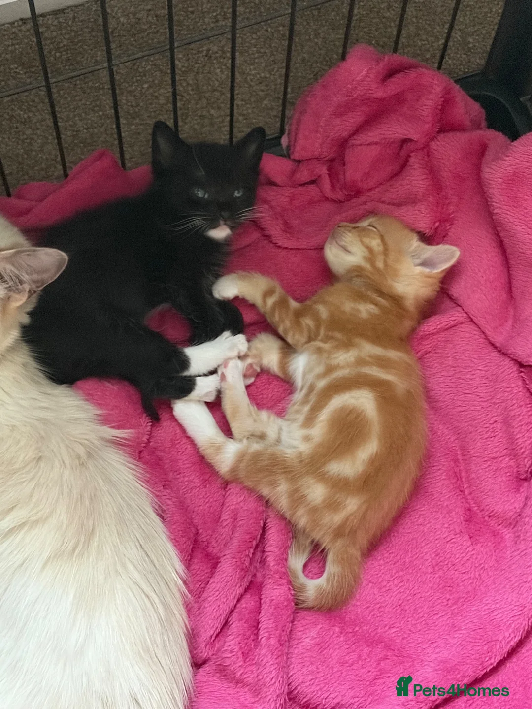 Ragdoll cats for sale: Ragdoll cross Maine coon in Wimborne - Advert 4