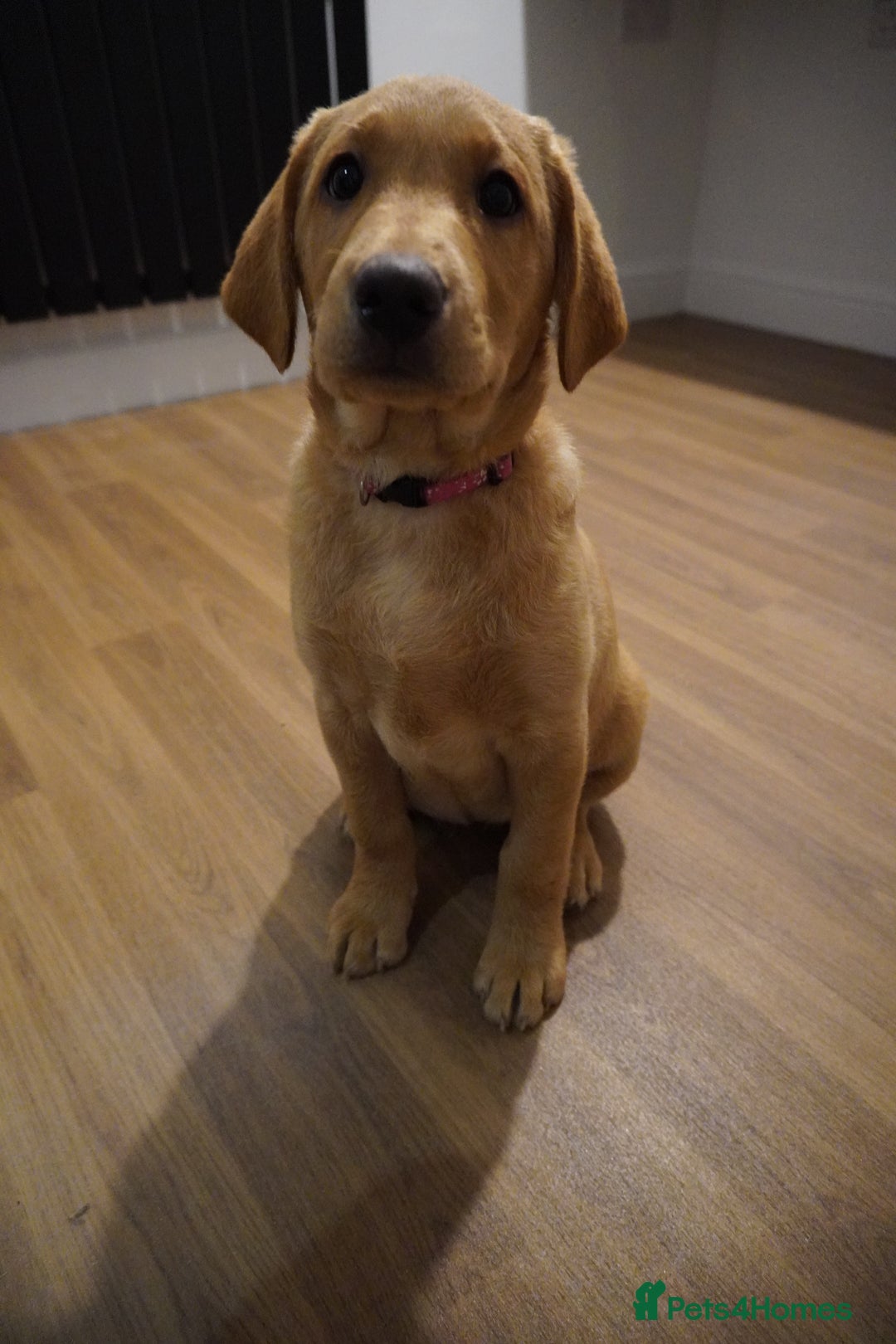 Labrador Retriever dogs for sale: Stunning KC Fox Red & Yellow Labrador Puppies - Advert 17