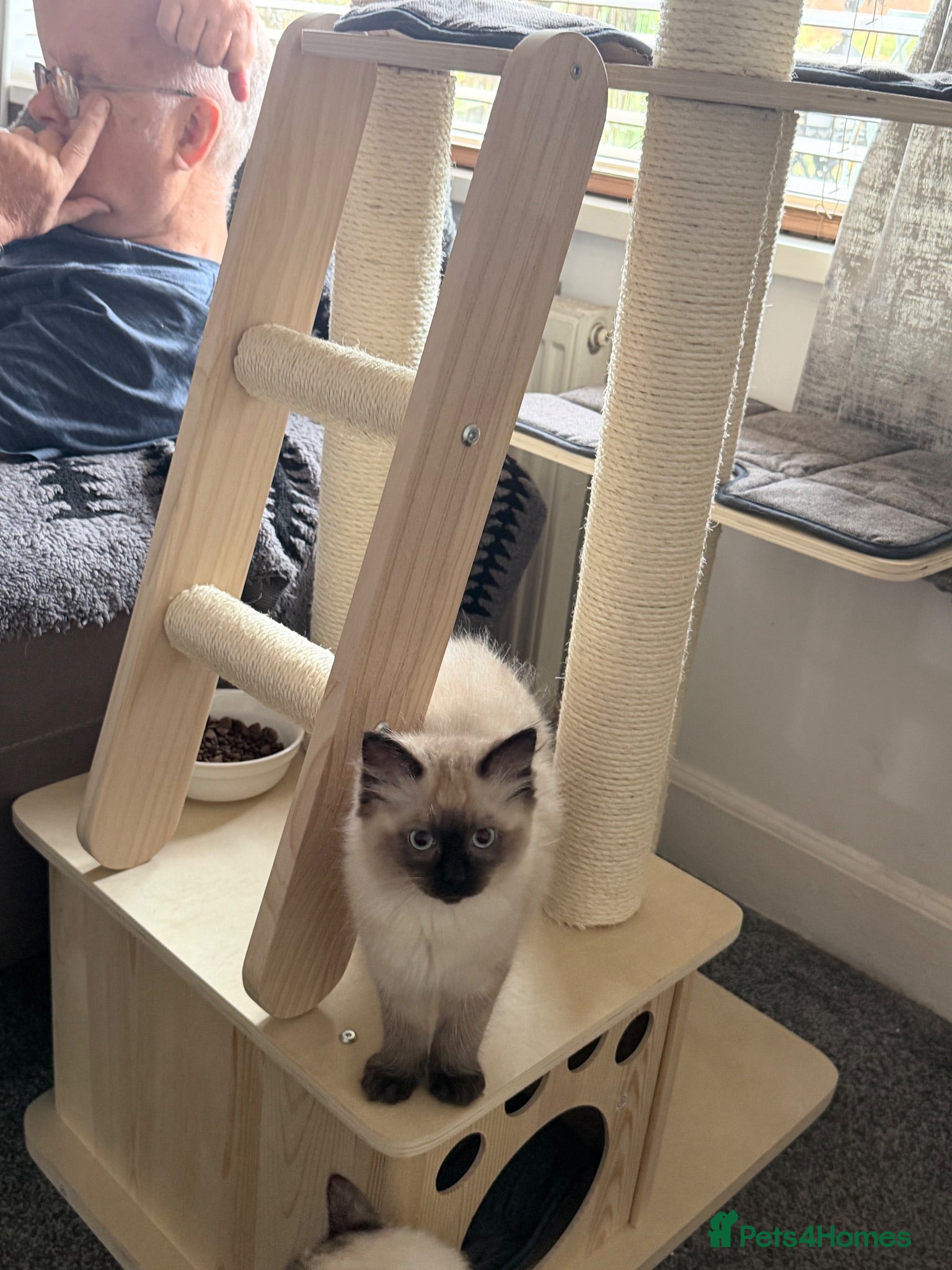 Ragdoll cats Ragdoll boys ready for their new families  - Advert 2