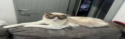 Ragdoll cats for sale: Beautiful female ragdoll  - Advert 4