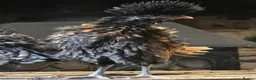 Chickens poultry for sale: Polkies and silkies for sale  - Advert 7