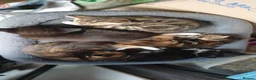 Bengal cats for sale: Belgium mix - Advert 1