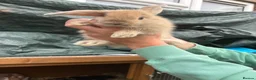Mini Lop rabbits for sale: Beautiful Mini Lop Baby Rabbits🐇❤️ in Coalville - Advert 34