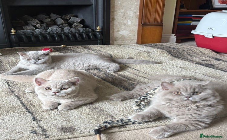 British Shorthair cats in Salisbury - Advert 8