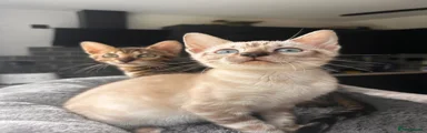 Reserved Bengal 1