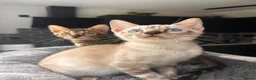 Bengal cats for sale: 2 bengal tiger  cubs for sale  - Advert 20