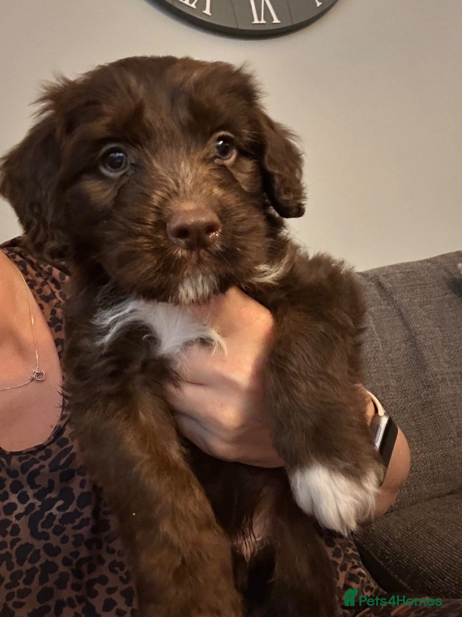 Mixed Breed dogs 2 left Borderpoo Border collie + cockapoo puppies - Advert 2