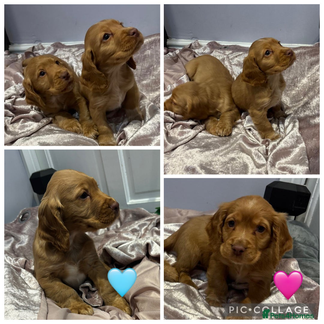Cocker Spaniel dogs for sale: Cocker spaniel puppies - Advert 1