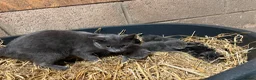 Mixed Breed cats for sale: Outdoor Kittens  - Advert 2