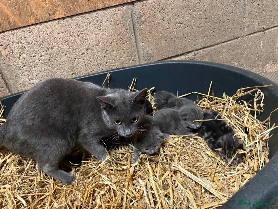 Mixed Breed cats for sale: Outdoor Kittens  - Advert 2