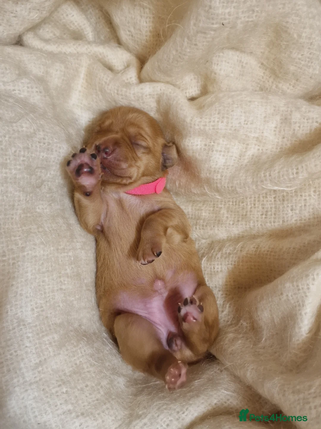 Labrador Retriever dogs for sale: K.C. FOX RED/YELLOW - LABRADOR RETRIEVER PUPPIES - Advert 4