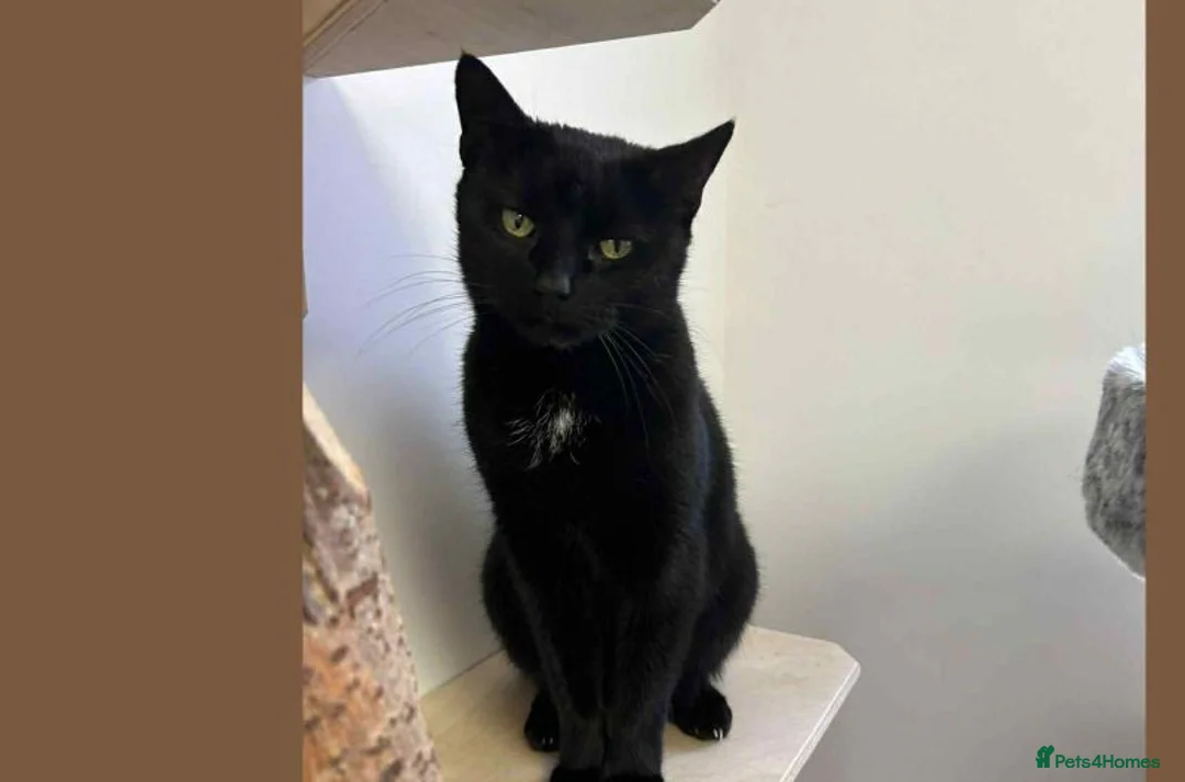 Domestic Shorthair cats for adoption: Holly - Advert 2