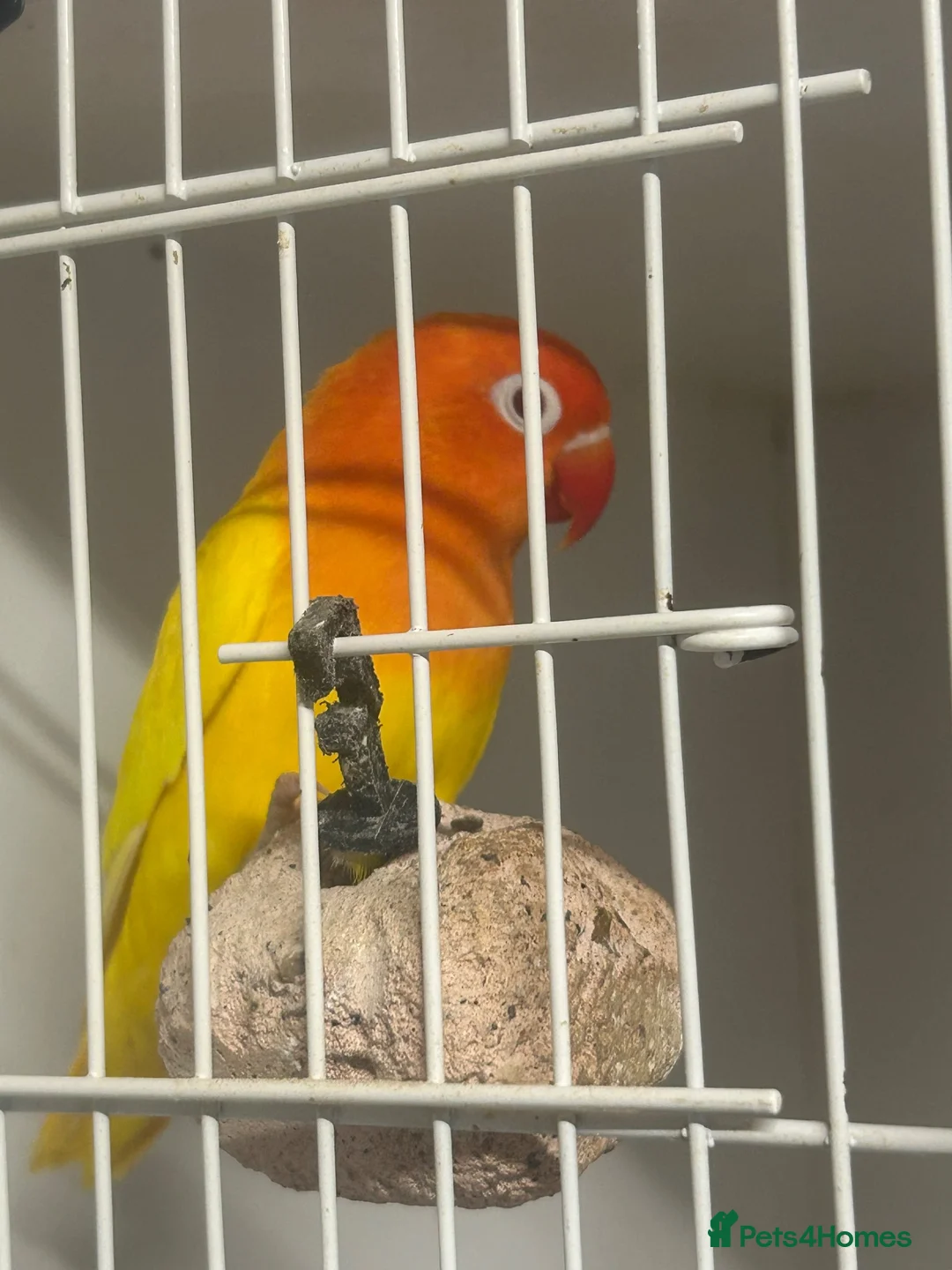 Lovebirds birds for sale: Pair of stunning lovebirds for sale - Advert 4