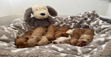Cocker Spaniel dogs - Advert 15