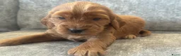 Cockapoo dogs for sale: BEAUTIUFL MIXED LITTER OF F1 COCKERPOOS - Advert 17