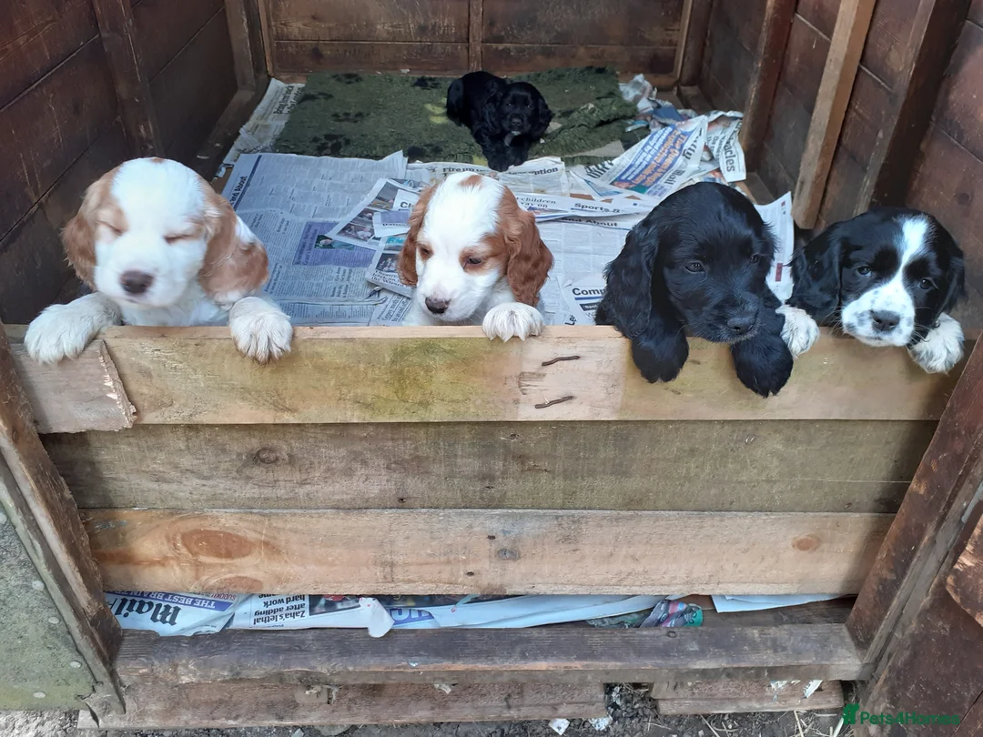 Cocker Spaniel dogs for stud: Working Black Cocker for Stud in Beverley - Advert 7