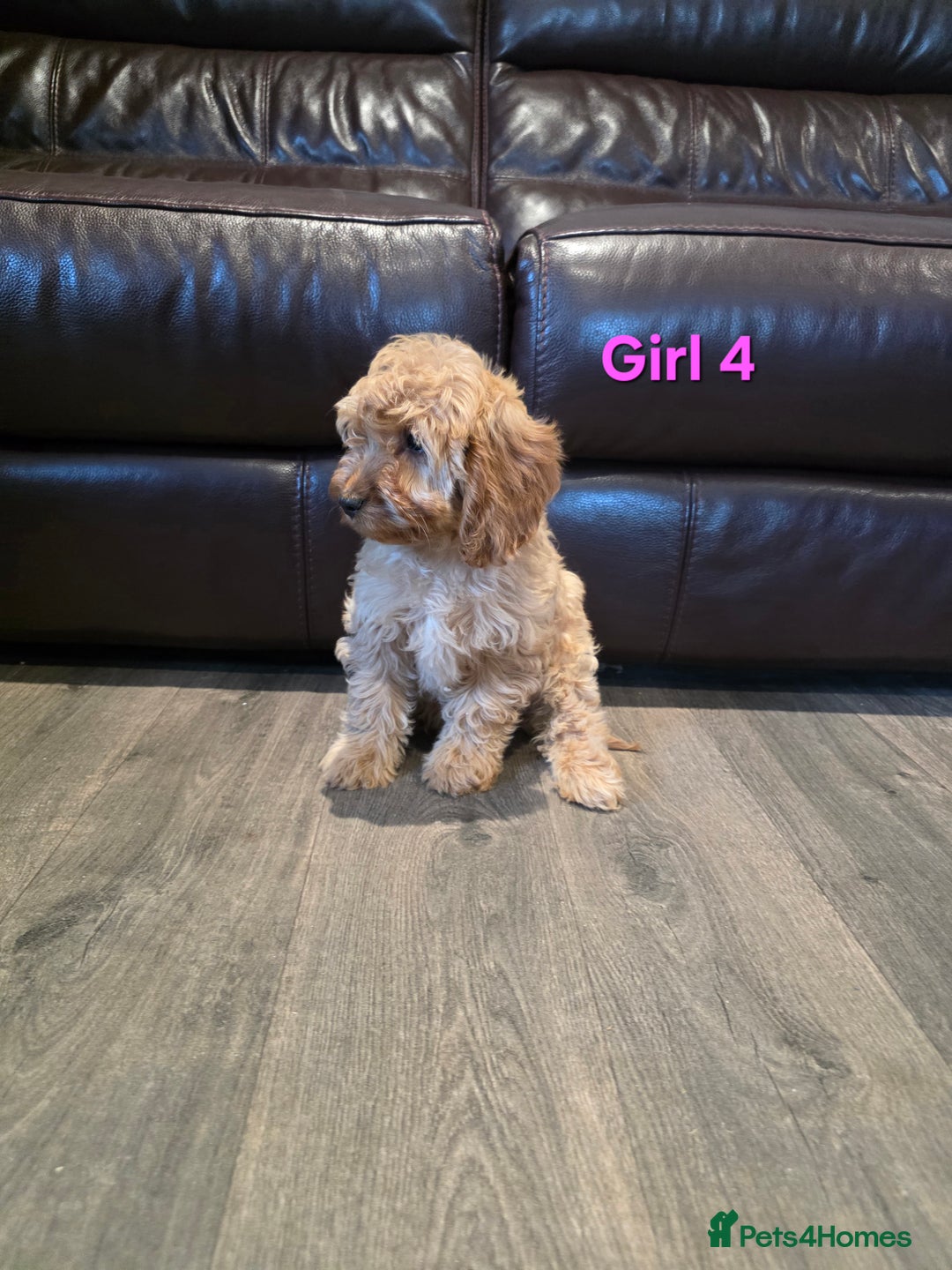 Cockapoo dogs for sale:  Adorable cockapoo pups ready to go 🐶 - Advert 17