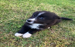 Border Collie dogs for sale: Beautiful border collie pups - Image 5