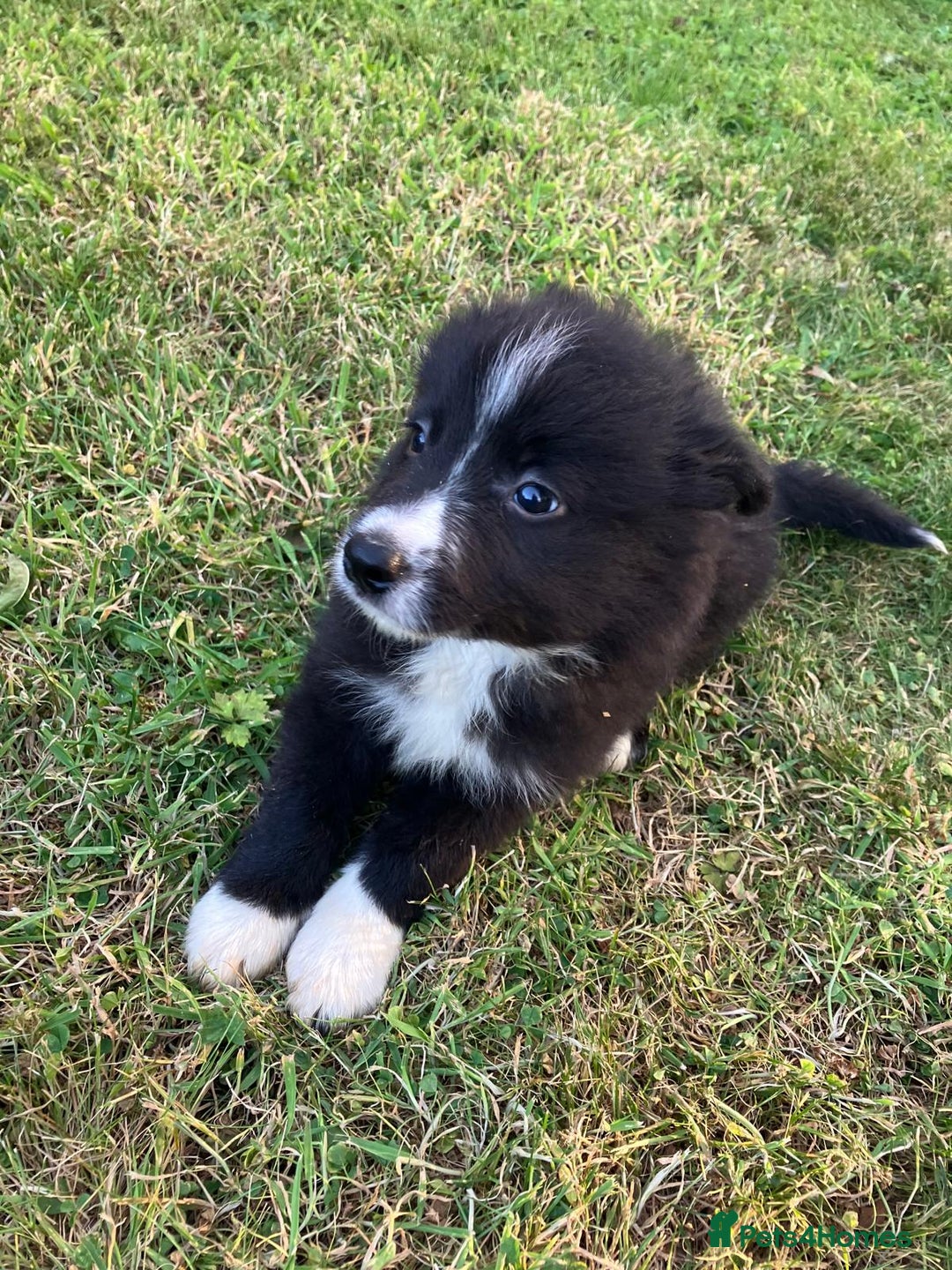 Border Collie dogs for sale: Beautiful border collie pups - Image 5